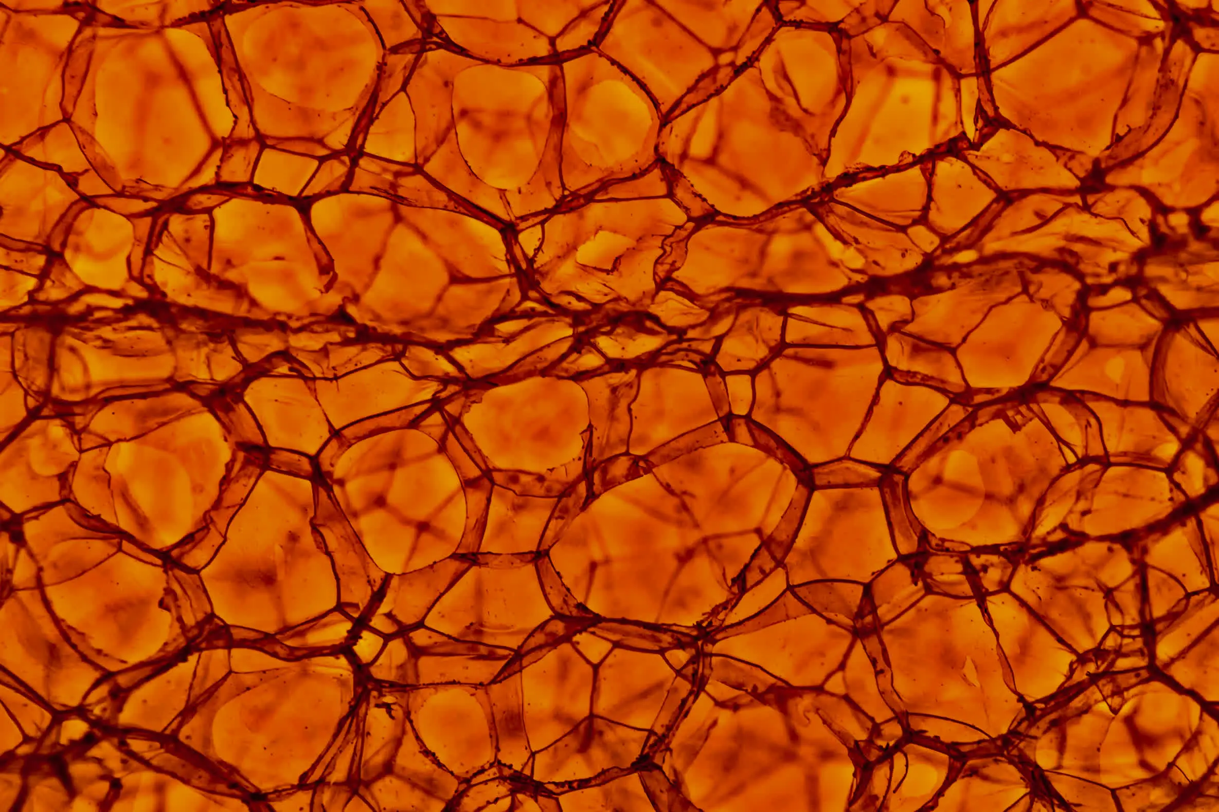 orange background